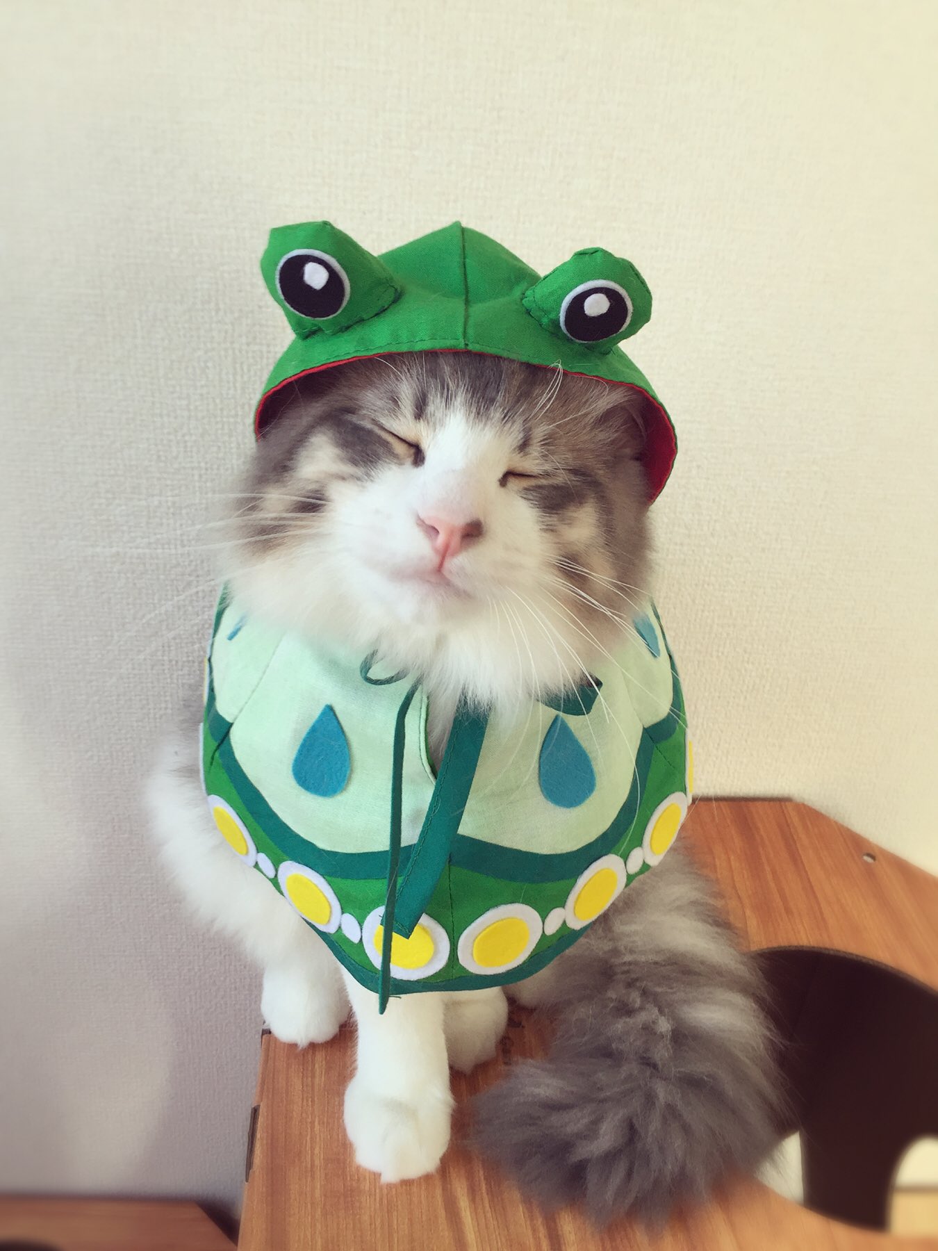おっち No Twitter けろけろっ ツユハちゃんモチーフ武器 ケロブレラ の猫用ケープを作ってみました 癒しの雨だよ 愛が変な方へ向かってる 笑 ツユハ 白猫 白猫プロジェクト おっち No Twitter けろけろっ ツユハちゃんモチーフ武器 ケロブレラ の猫用ケープを作ってみました 癒しの雨だよ 愛が変な方へ向かってる 笑 ツユハ 白猫 白猫プロジェクト