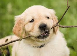 Sam_King372's tweet photo. This pup brought you a stick for your birthday, @katyxstapp!!! #PupperPic 13! https://t.co/Ong16hoQjI