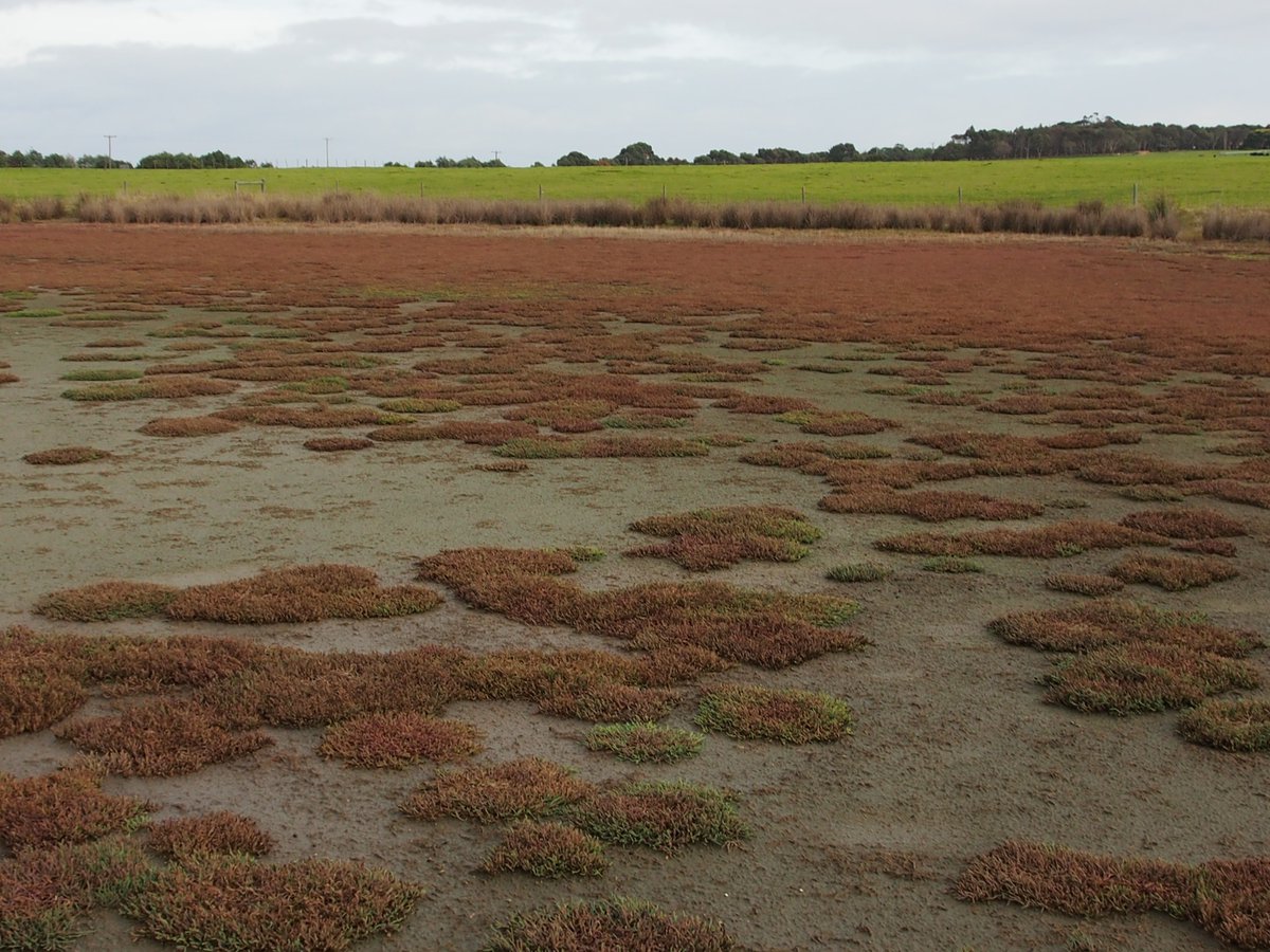 PeterMacreadie's tweet photo. Congrats @OllivierQuinn on receiving Holsworth Wildlife Research Endowment for research into wetland #bluecarbon. Thank you Holsworth! https://t.co/nwyUOonU8K