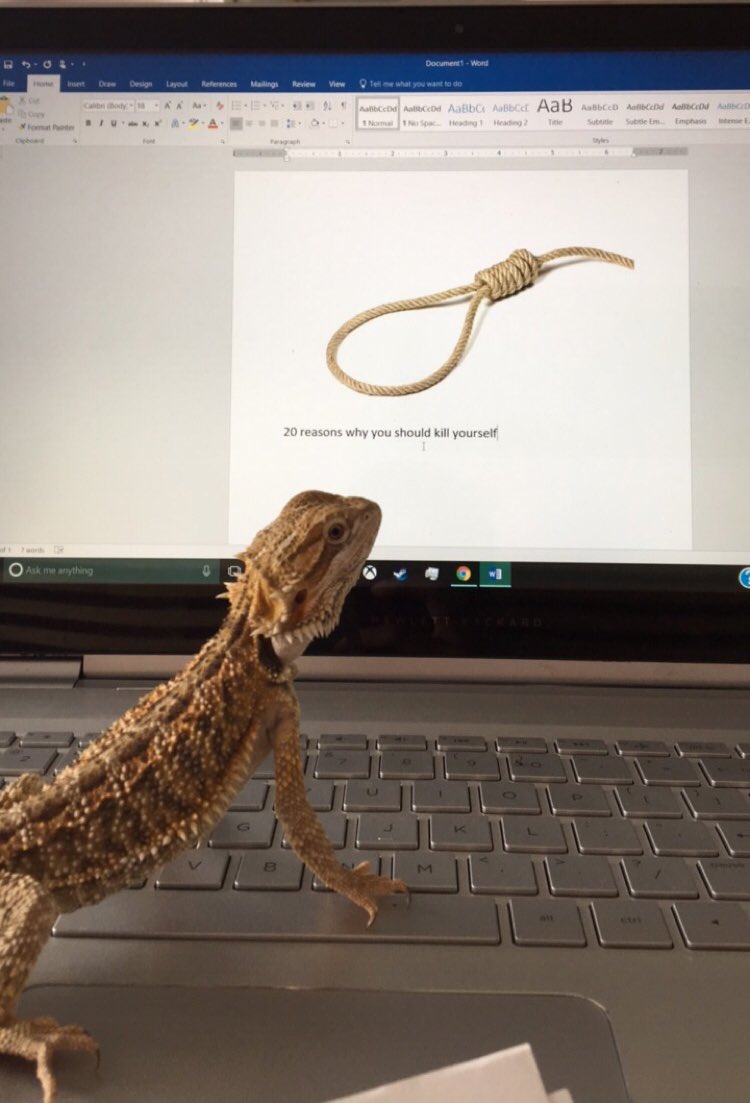 sierramissedtv's tweet photo. My bearded dragon loves to help me type essays https://t.co/g1qBxSnvrJ