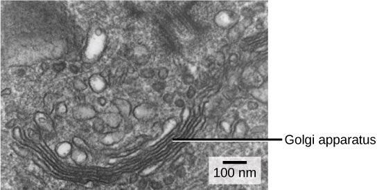Vote_Nucleus16's tweet photo. We can't be the only ones that see the Golgi as an unraveled Foot by the Foot. How is this skinny, weak organelle gonna lead? #cellection16 https://t.co/SRSJBRvnsG