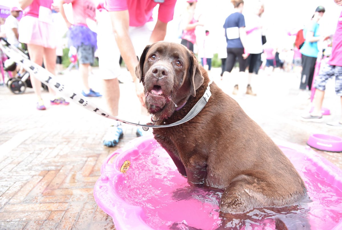 ECRBreakfast's tweet photo. Roar for the cause at Sisters with Blisters 2016. Invite your family &amp; friends &amp; furry little ones. Sign Up Now: https://t.co/GSMf8HCX3n https://t.co/8z8tck4SuQ
