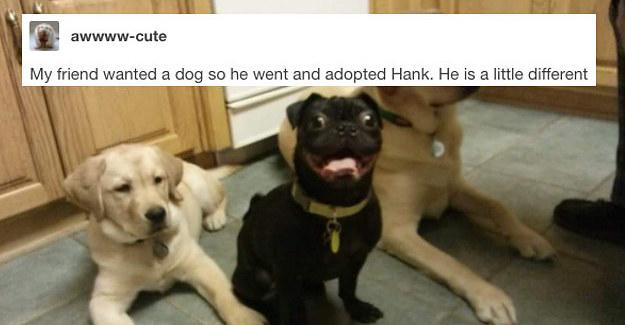 universal_asia's tweet image. More reasons to smile this Monday evening w #AnimalsUnleashed on #UniversalChannelAsia @ 8:30PM | 7:30PM JKT-THAI! bzfd.it/2eejlNU