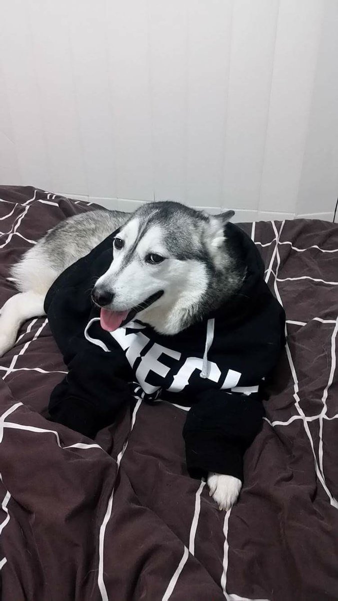 emeciaofficial's tweet photo. Dogs in band merch! #emecia #dogs https://t.co/E0UOaKK2K3