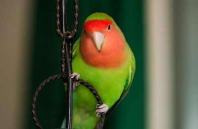 俺が嫁が独身時代から飼ってたインコを外に逃がしてしまった　一生許さないって言われたんだが ift.tt/2fthMeY