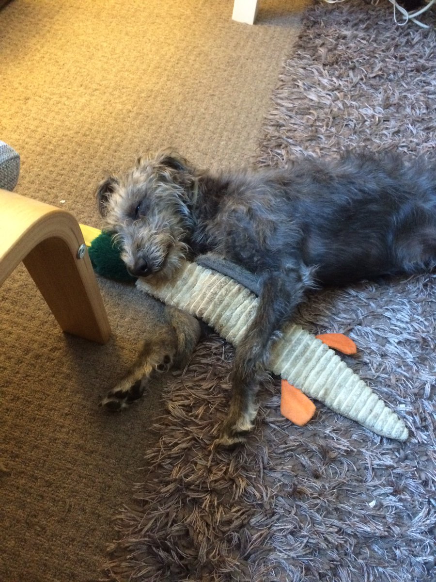 Reekie Dog Sitting (edinburgh_dog) Twitter