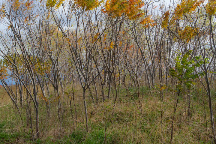 sdrimaging's tweet photo. Foliage Grove https://t.co/XbM1Khzphq