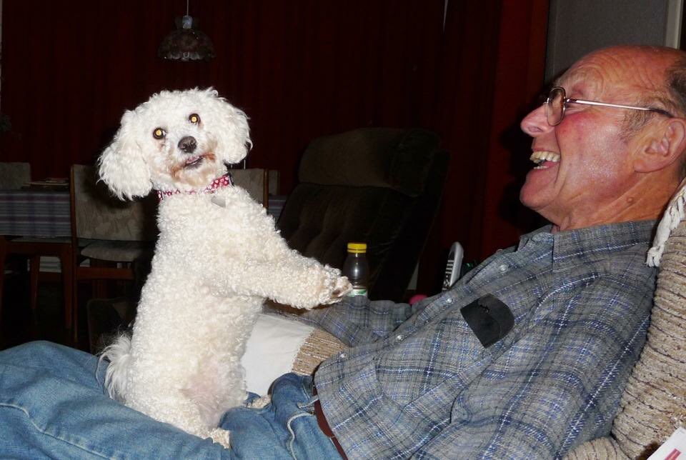 TravelMillie's tweet photo. Back to grandmas today apparently I'm to look after granddad #importantdog #pog #itsadogslife https://t.co/nwNb2A9SDI