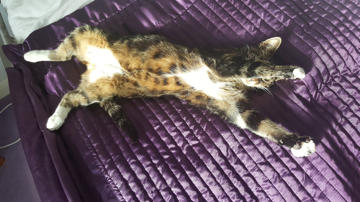 Skat_Cat's tweet photo. It's gotta be #jellyBelly every day.. https://t.co/ZTJL1tQv7w