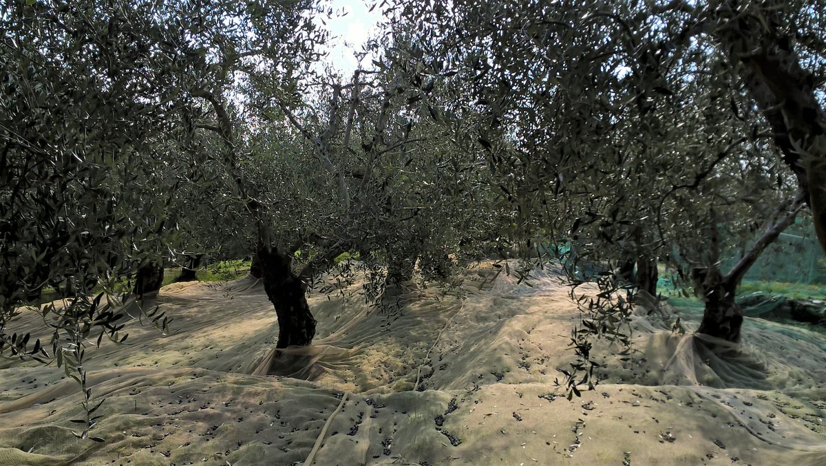 agne0608's tweet photo. #pertrovare serenità ma anche l'#olio bono!!
#olioextraverginedoliva #oliveta
La fatica sarà sicuramente ricompensata!!
#Pisa #Toscana https://t.co/pOv93Iz3WL
