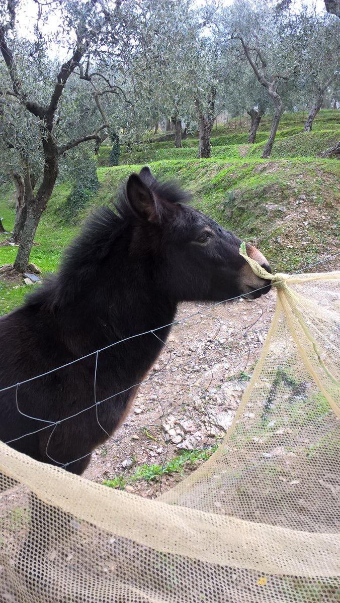 agne0608's tweet photo. Nuovo vicino d'#oliveta
Nuovo #amico!! https://t.co/utASqIs7Tw
