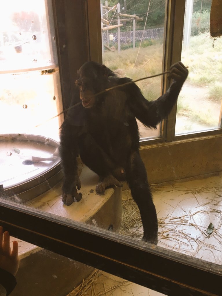 Yuusei 自分のうんこ を食べるチンパンジーに お おい それ だぞ って近寄るチンパンジーの仲間 笑っ そしてほかでは チャンバラするやつ かっこいいチンパンジー 笑っ 多摩動物公園 食べる チンパンジー 衝撃 笑える 興味深い 動物