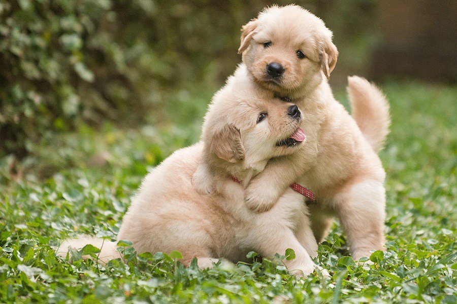 Sam_King372's tweet photo. These lil puppers couldn't decide which one of them would tell you happy birthday first, @katyxstapp !!! #PupperPic 18 https://t.co/NPeM4KJf1c