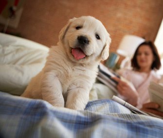 Sam_King372's tweet photo. This pup says it's time for a birthday nap @katyxstapp !!! #PupperPic 16 https://t.co/MRzfOTiGUc