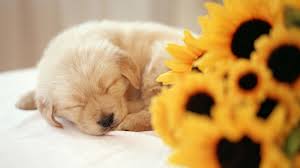 Sam_King372's tweet photo. This pup wonders why you're STILL not napping on your birthday?? He is fast asleep! #PupperPic 17 (A WHOOP!) @katyxstapp https://t.co/iM9BWyKvMX