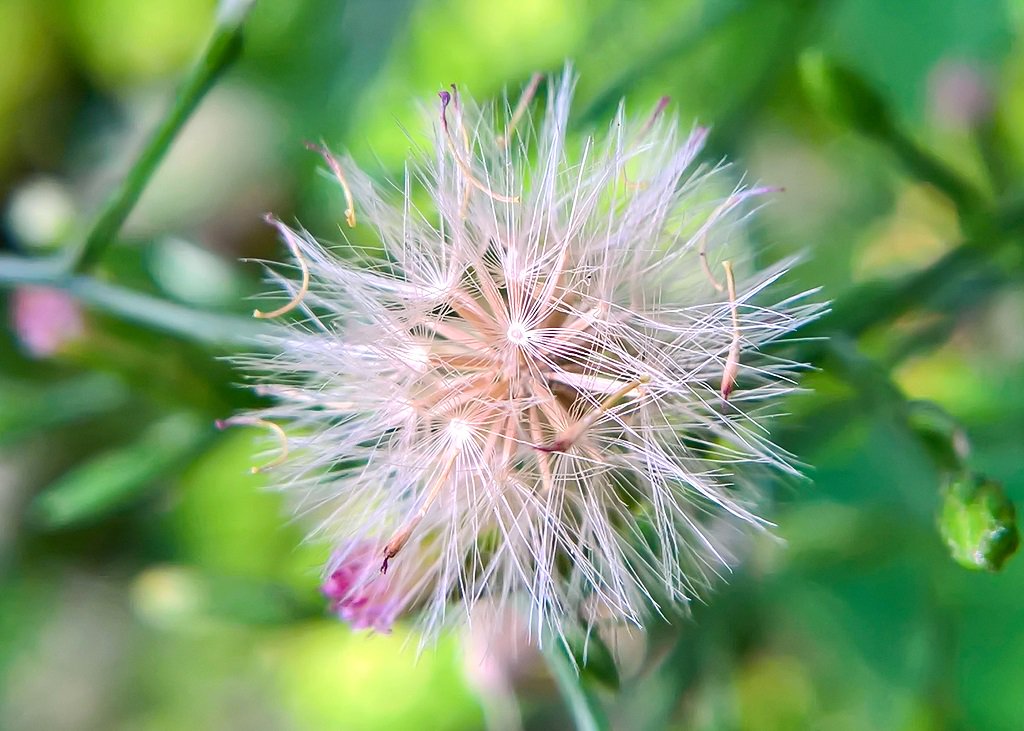 redzombie920's tweet photo. #random shot 🌿 #green #onlylumia #lumia #lumia950xl #lumiaphotography #shotonmylumia #mobilephotography https://t.co/Q5cZCTKH9R
