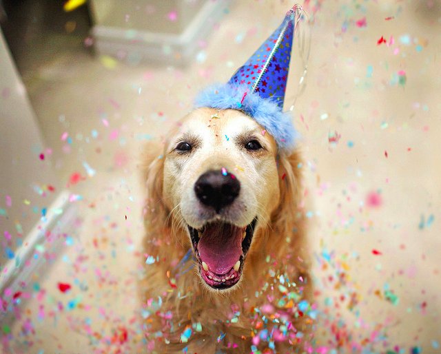 Sam_King372's tweet photo. Birthday #PupperPic 23 is celebrating with you, @katyxstapp !!! https://t.co/YJPYpq33Hs