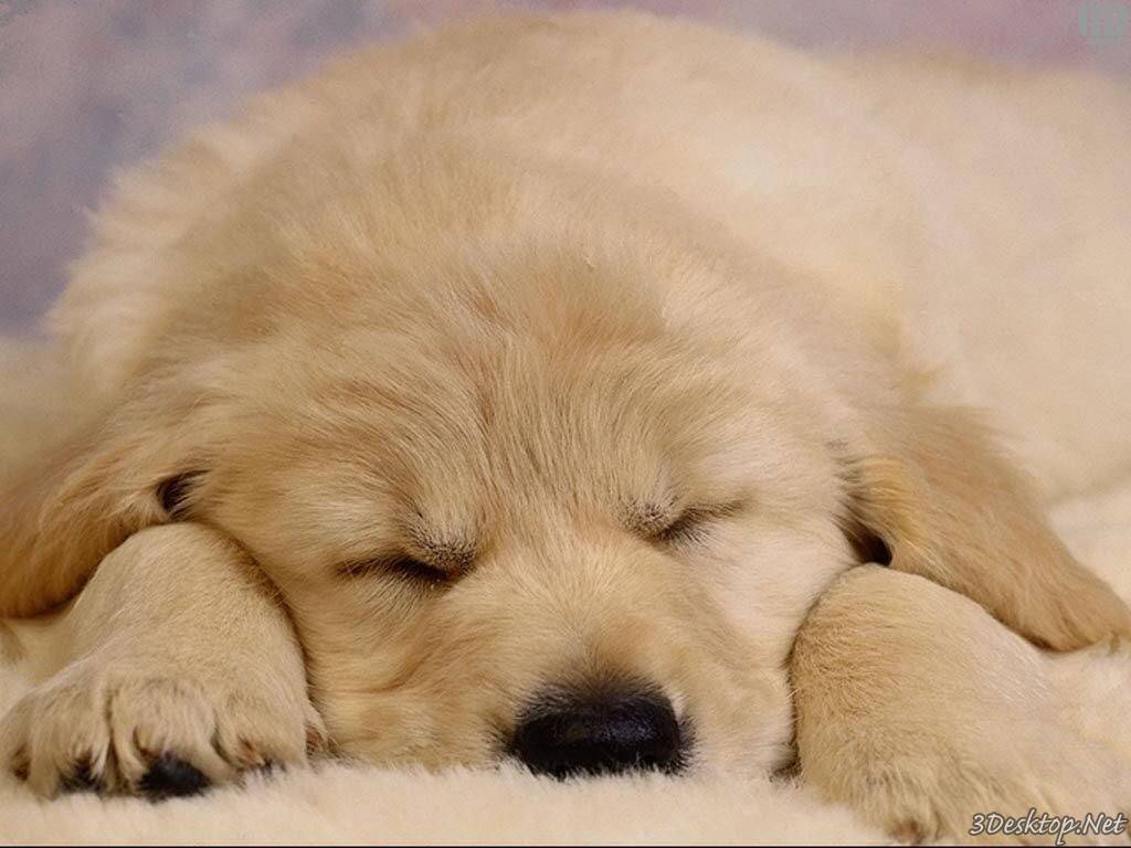 Sam_King372's tweet photo. This puppy is pooped after a long day of #PupperPics! Last one! Happy birthday @katyxstapp, hope your day was as amazing as these pups! ❤️❤️ https://t.co/kzzxq7zMUu