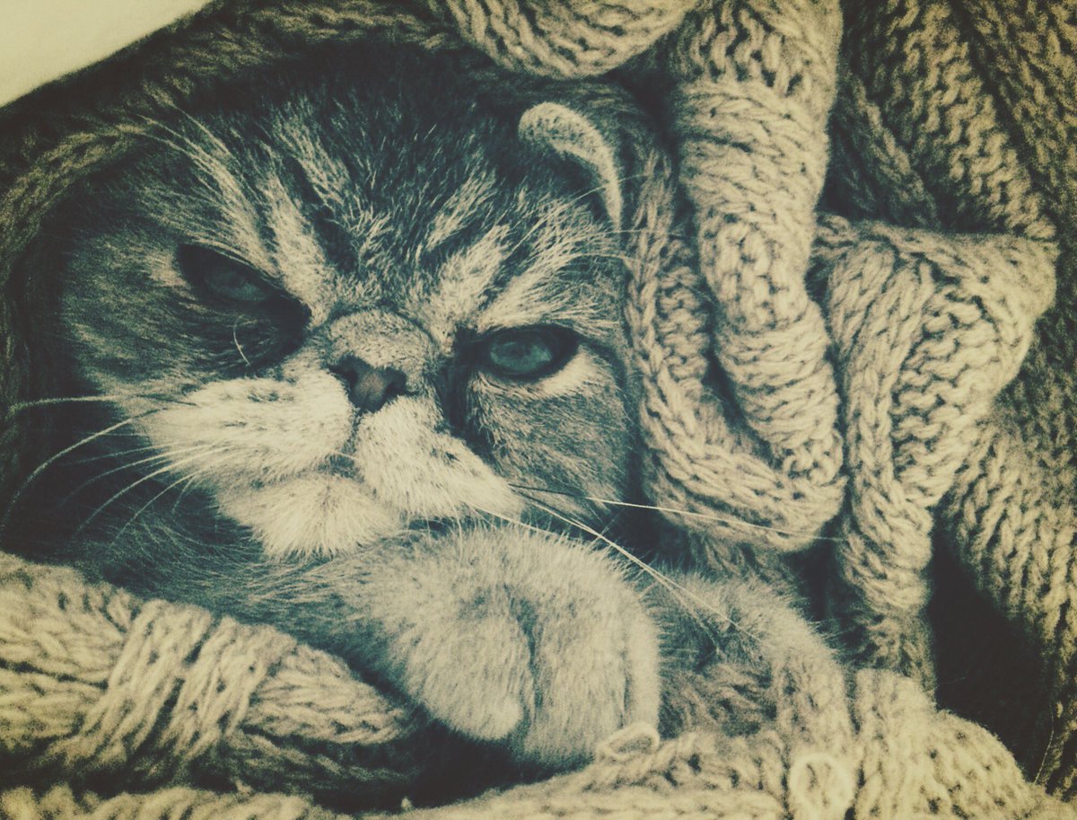 FosburyFoodie's tweet photo. Its too cold out and I'm too comfy. Monday can just bugger off!! #AintMoving #CatRules #MondayMorning https://t.co/zIxTvDbzIR
