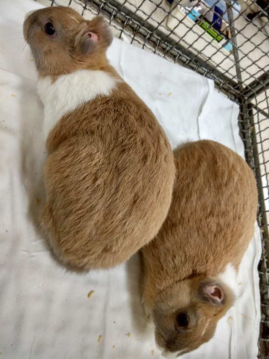 Winnie Gao tweet media