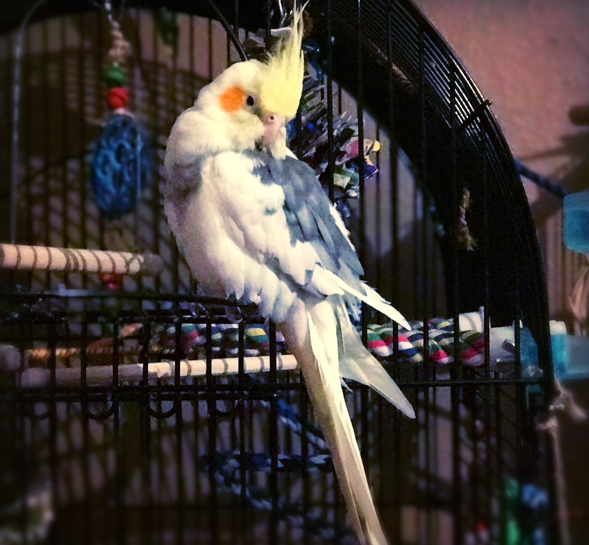 ma11oryjn's tweet photo. margot not giving two sh*ts about those damn emails... #belikemargot #babiesforHillary #birdsforhillary #ImWithHer #VOTEHILLARY #PUHLEAZE https://t.co/QS9Uaf2vBz