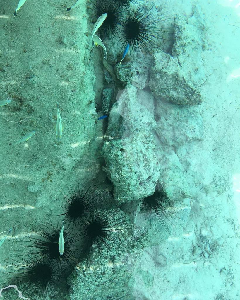 ranniptace's tweet photo. V moři #sea #nofilter #iglifecz #nature #ocean #fish #underwater #danger #oursin #polynesi… https://t.co/ivEgYCBlXU https://t.co/XV1O3piD94