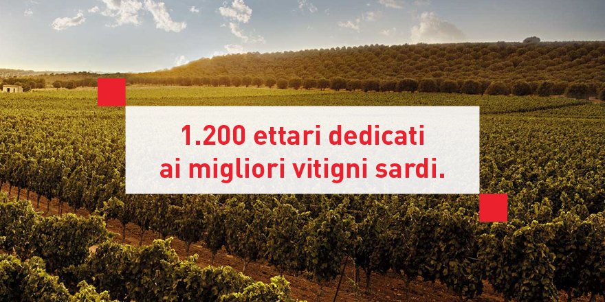 La più grande cantina sarda è più grande di quanto pensi. Scopri di più qui: cantinedidolianova.it/la-cantina/i-n… #vini #Sardegna