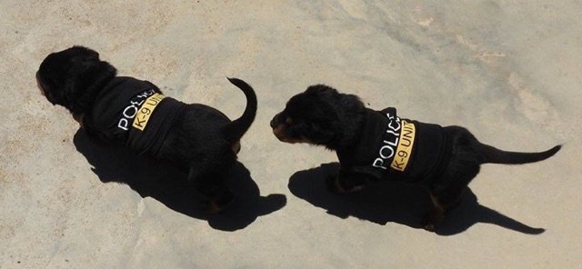 WA_Police's tweet photo. Speaking of our K9 troops, who thinks we should recruit these cuties? Do you think normal dogs see Police dogs and go "Whoa its the cops"? https://t.co/vBtONPwMaS