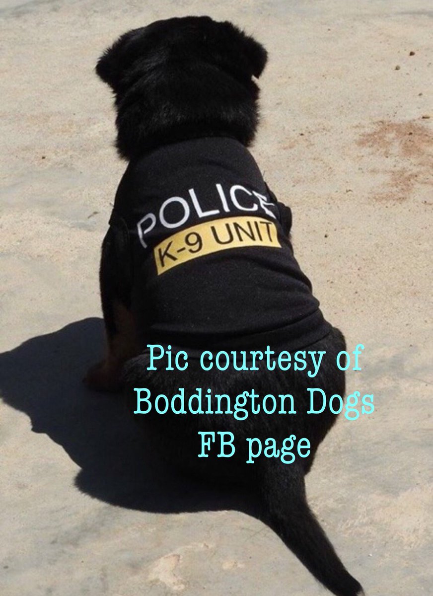 WA_Police's tweet photo. Speaking of our K9 troops, who thinks we should recruit these cuties? Do you think normal dogs see Police dogs and go "Whoa its the cops"? https://t.co/vBtONPwMaS