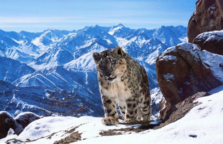 TelegraphTravel's tweet photo. The real stars of #PlanetEarth 2 - and how you can see them
https://t.co/pbNtf5QYcd https://t.co/KH9gYnirfH