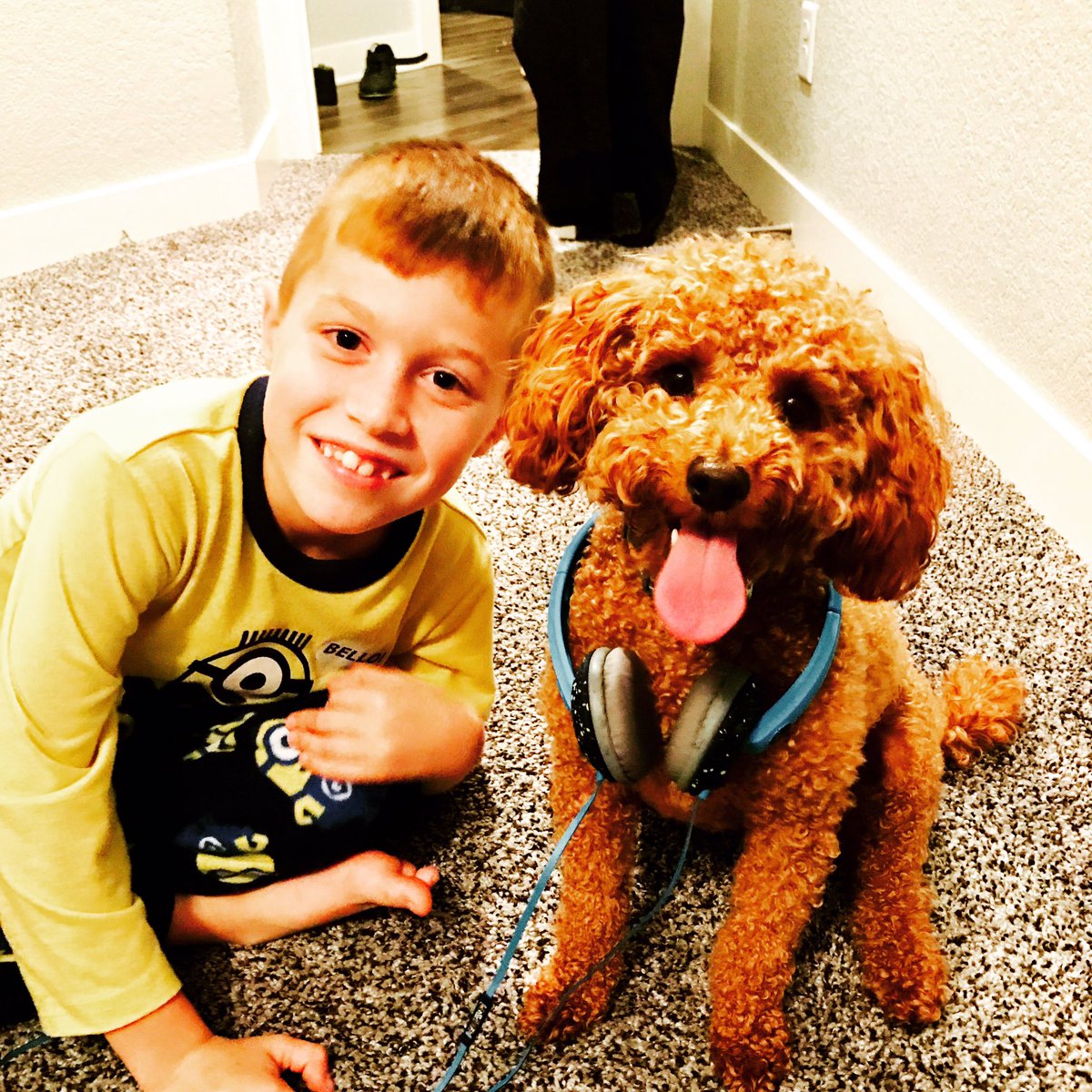 kelloyd5's tweet image. Too much cuteness 💕#theLloyds #Labradoodle #dogsoftwitter #LeoTheLabradoodle #labradorable