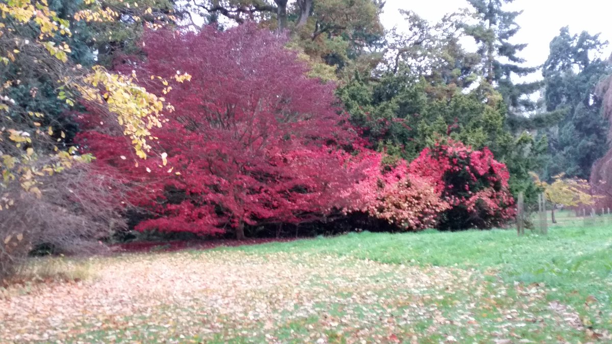 davidtidd4's tweet photo. Went to Batsford Arboretum yesterday afternoon. Great display but it rained. Still well worth the visit. https://t.co/mU8Le18kA1