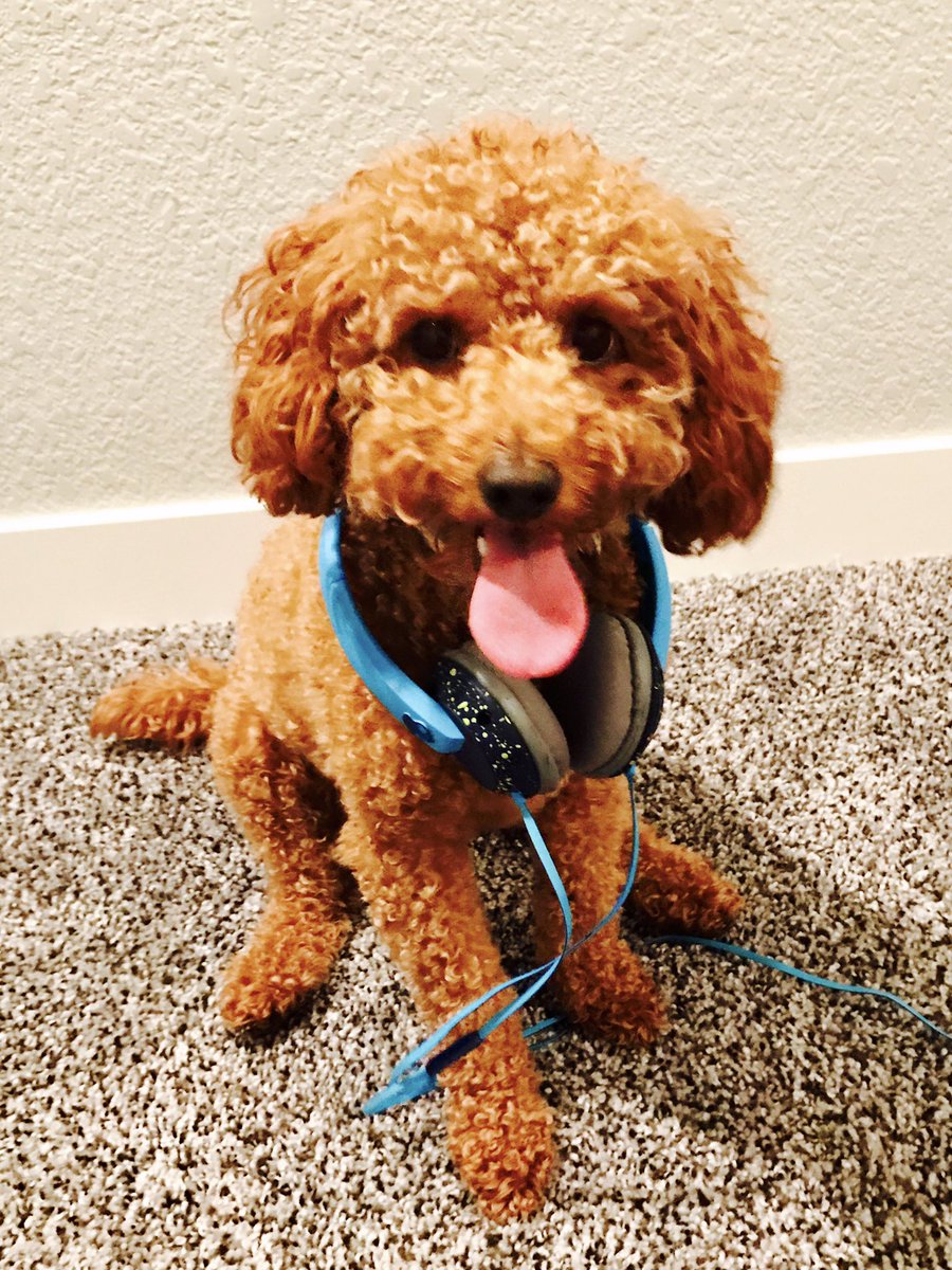 kelloyd5's tweet image. DJ Leo 🎧#dogsoftwitter #Labradoodle #LeoTheLabradoodle #labradorable