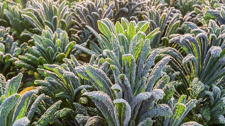 Toscaanse palmkool: de najaarsparel van de #moestuin.
detuinoptafel.com/toscaanse-palm… #tuinieren #tip