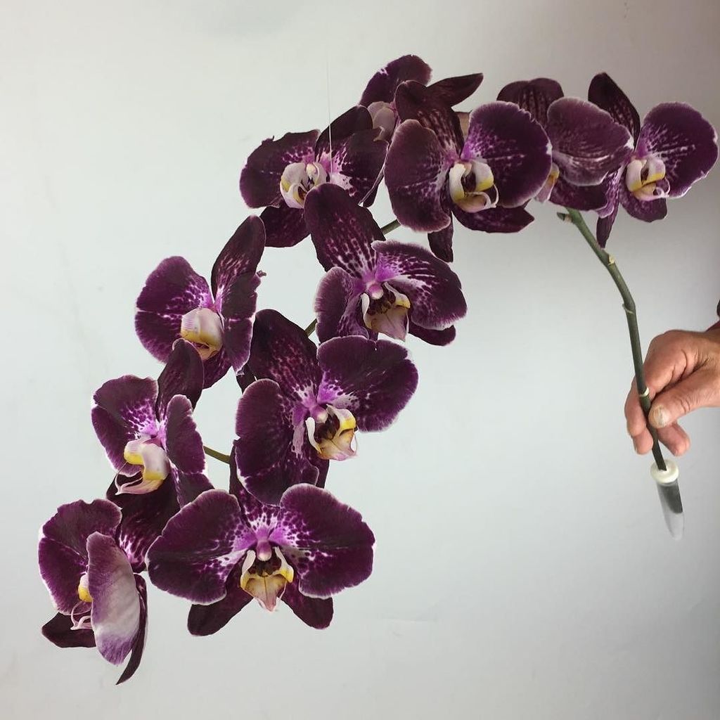 HolexFlower's tweet photo. Wow! New in our assortment "Margarita" #phalaenopsis #phal #holexflower #flowersfromhollan… https://t.co/P3hS3y0hr8 https://t.co/t45M7Zk3CD