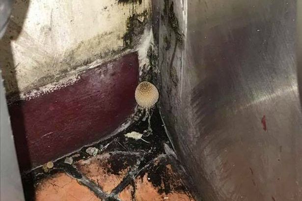 LondonCarpetCle's tweet photo. #Disgusted reveller finds perfectly-formed #MUSHROOM in #dirty #corner of #nightclub toilet 
https://t.co/hH9ssu76iz https://t.co/PJkhGoKALs