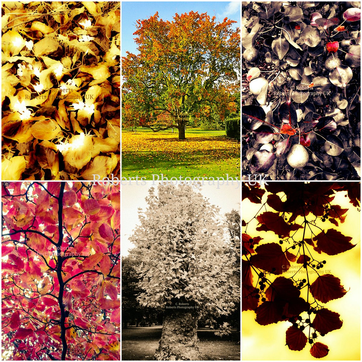 RobertsPhotogs's tweet photo. #Autumn 2016 at #KewBotanicalGardens #UK https://t.co/PBOVKtuXUo