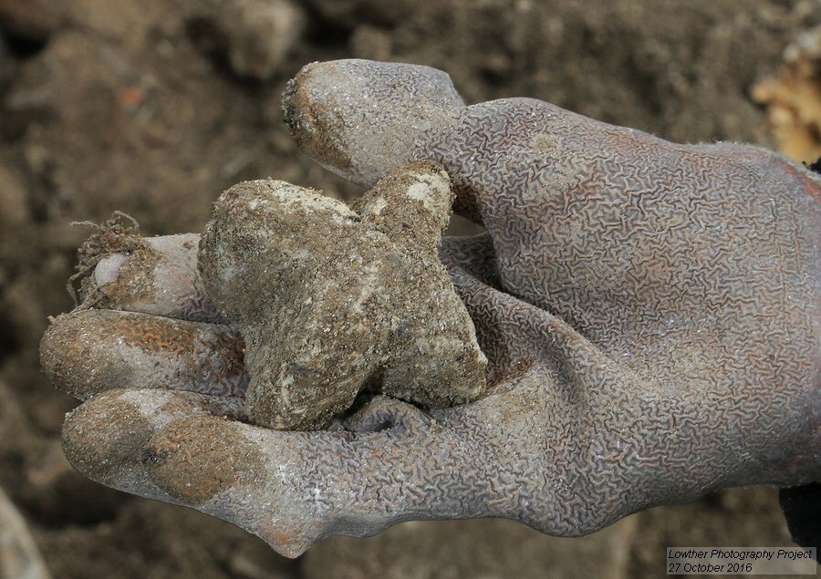 Lowther Castle & Gardens tweet media
