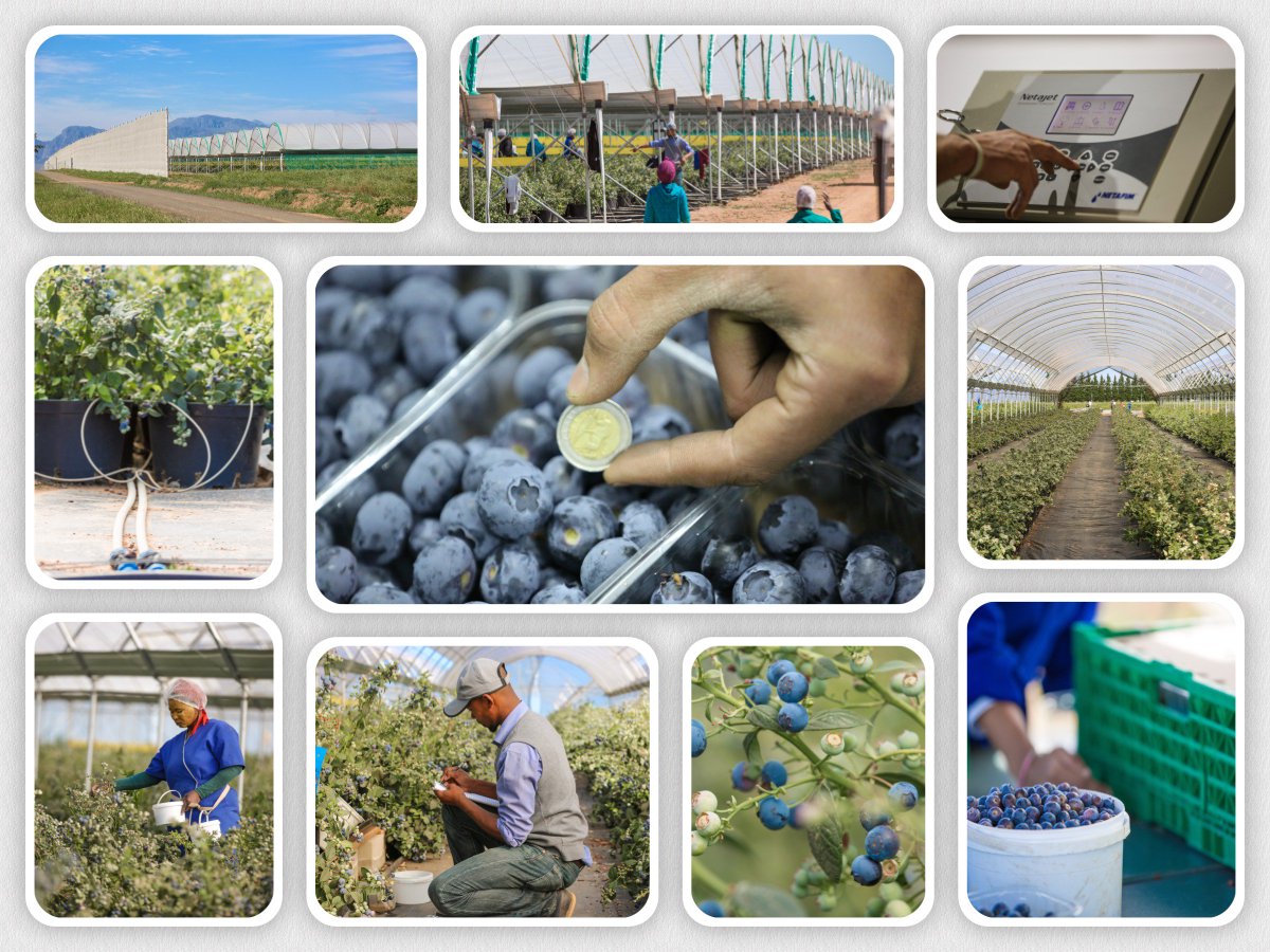 the_JDL's tweet photo. @alanwinde would you like to show the Austrians how innovative SA is in Agri? Welcome to show them a high-tech Blueberry farm in Klapmuts. https://t.co/BS4dce9K8p