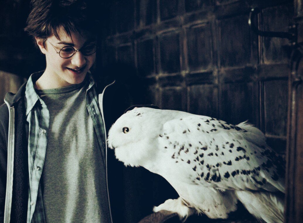 Harry J. Potter (@xtheboyharry) on Twitter photo 