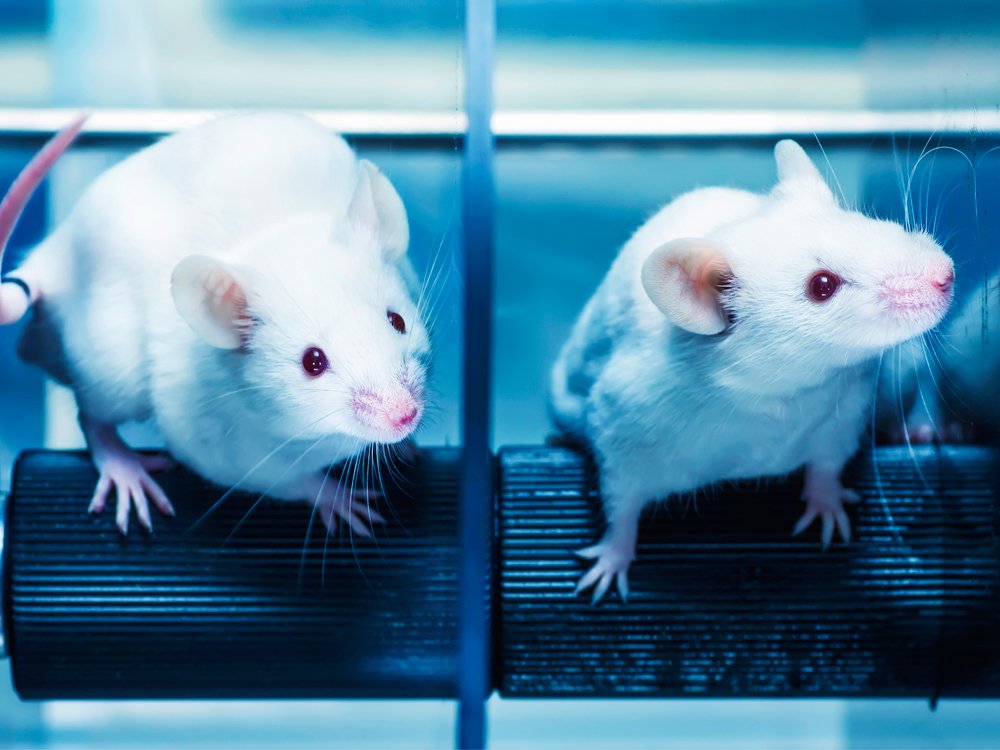 muyinteresante's tweet photo. ¿A favor o en contra de la experimentación con animales? Aquí te contamos cuál es la situación actual de este tema: https://t.co/RllLO3S2h9 https://t.co/8TWu6G12U0
