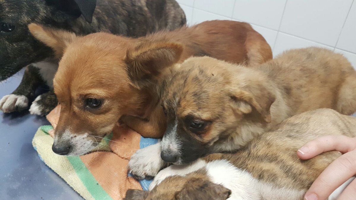 tualbacete's tweet photo. Asociación @DejandoHuellaAB rescata de una vivienda a cuatro perros enfermos y en un estado lamentable https://t.co/dgg2gVsYoJ #Albacete , https://t.co/qyT2l0royG