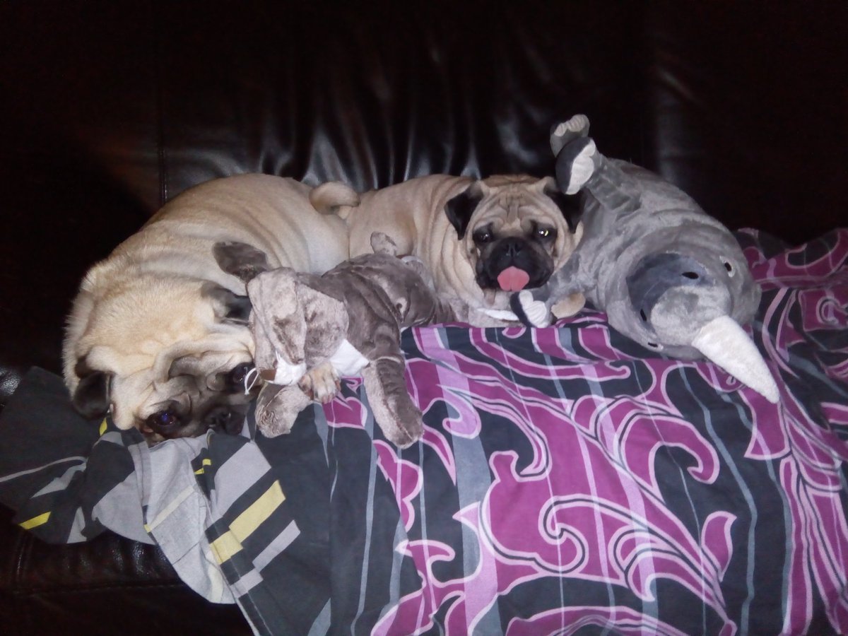 VDepedri's tweet photo. #pugs #nuovigiochi #lorofelici https://t.co/xIhvNjlOxB