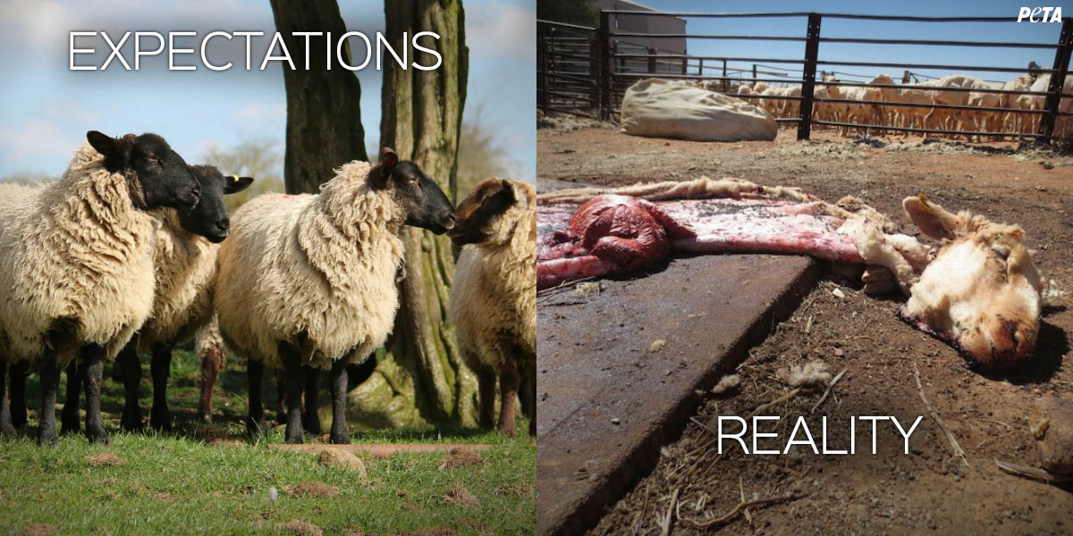 Where Do Sheep Get Their Haircut - what hairstyle should i get
