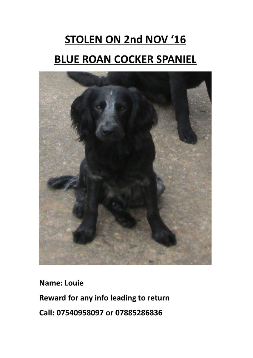 Friend's dog has been stolen. Please help to spread the word.
<a href="/ShootingTimes/">Shooting Times</a> <a href="/BASCSW/">BASC South West</a> @DuncanBASC <a href="/BASCnews/">BASC</a>