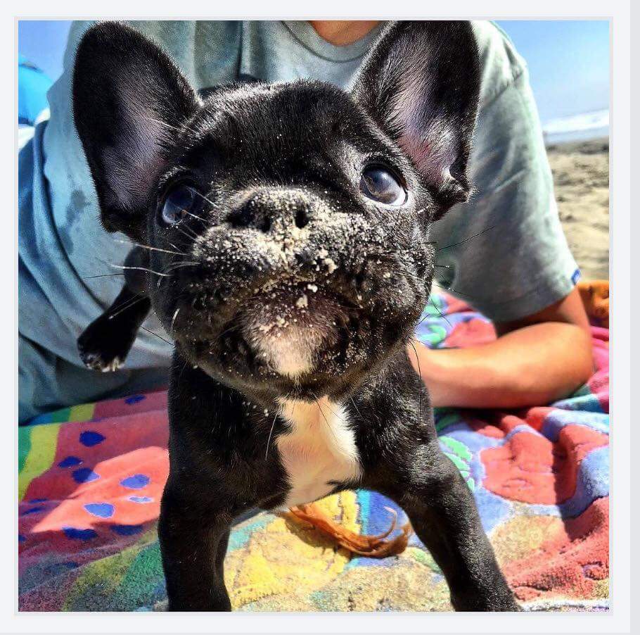 Frenchie_rescue's tweet photo. It's #memorymonday 😁 please post pics of your pooches and remember to use the hashtag have an awesome week Frenchtons. #frenchies #fbnro https://t.co/34h1ZhAoqy
