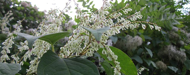 Japanese Knotweed – What are the dangers?

ow.ly/MnwI301TYlI

#JapaneseKnotweed #Blog #Property