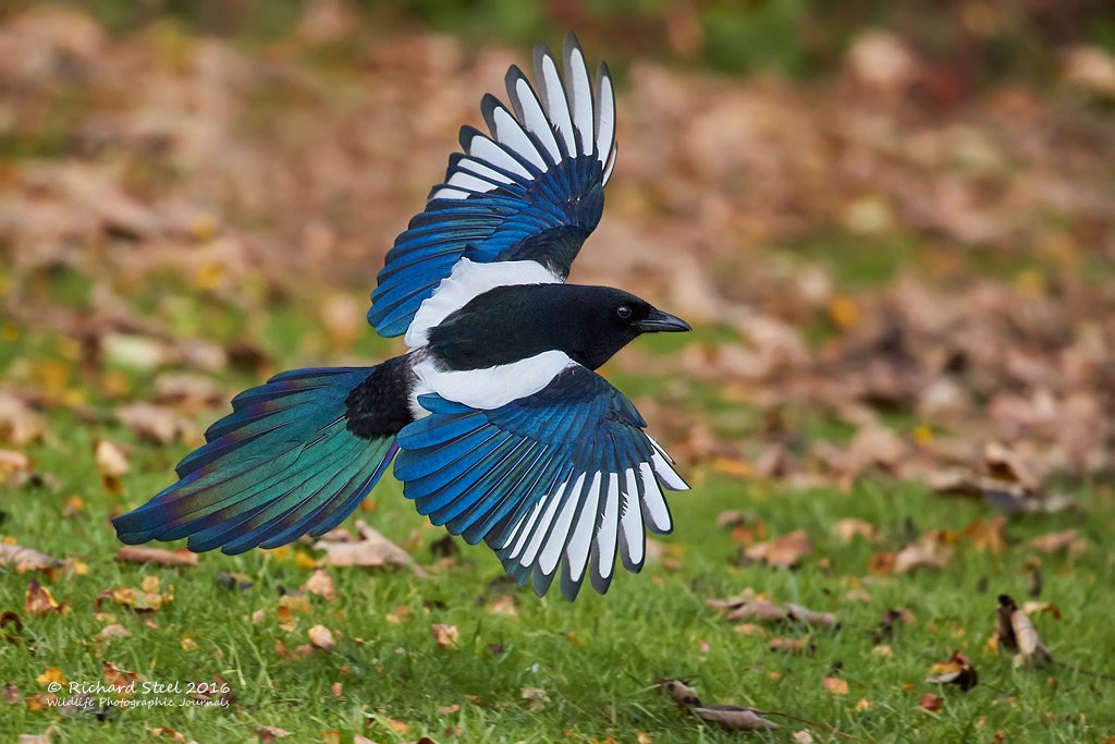 After a bit of perseverance, I finally managed the flying magpie photo that was in my head.