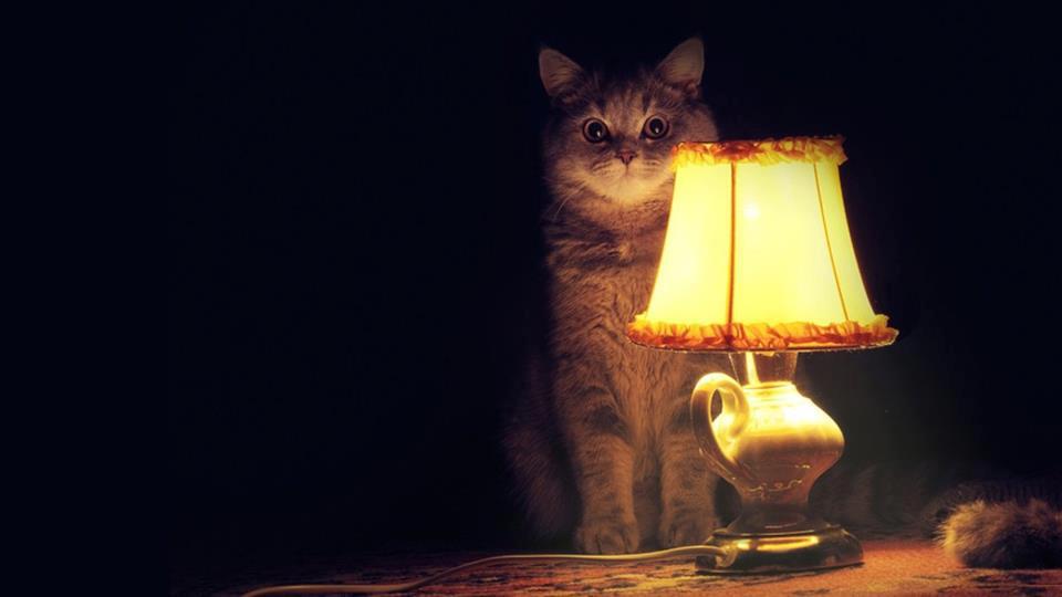 AnnaLoBergh's tweet photo. Design4Pet https://t.co/oNIBfLMyVf
#design #Design4Pet #pet #cat https://t.co/vHwhmT7rwN