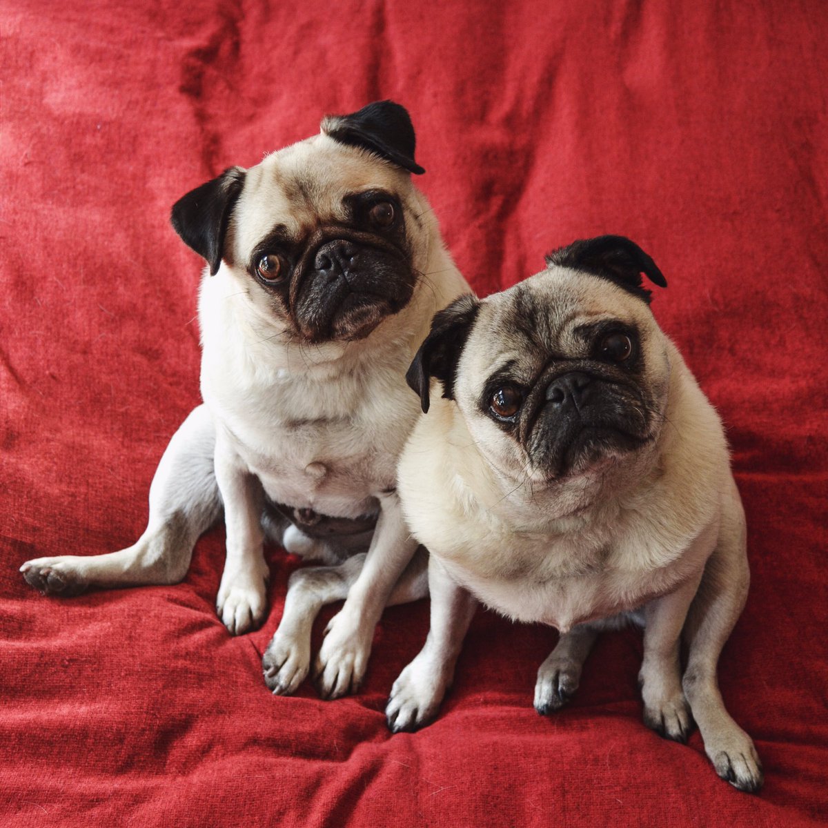 Nifty250_'s tweet photo. A huge thank you to @eastafternoon for an absolutely beautiful #NiftyWeekendTakeover! See it all over on our Instagram - pugs & foood 👀 https://t.co/GgbJRguoHZ